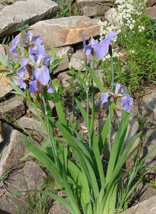 Image of Iris setosa specimen.