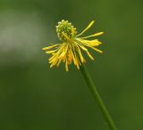 Ranunculus polyanthemos. Завязь. Костромская обл., Судиславский р-н, дер. Антипино, залежь. 13.08.2015.