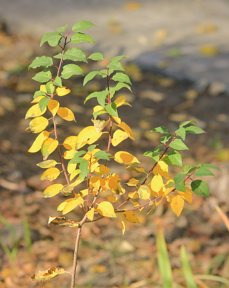 Image of Prunus cerasifera specimen.