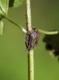 Glechoma hederacea. Часть побега с сухими плодами. Санкт-Петербург, Пискарёвский парк. 16.09.2009.