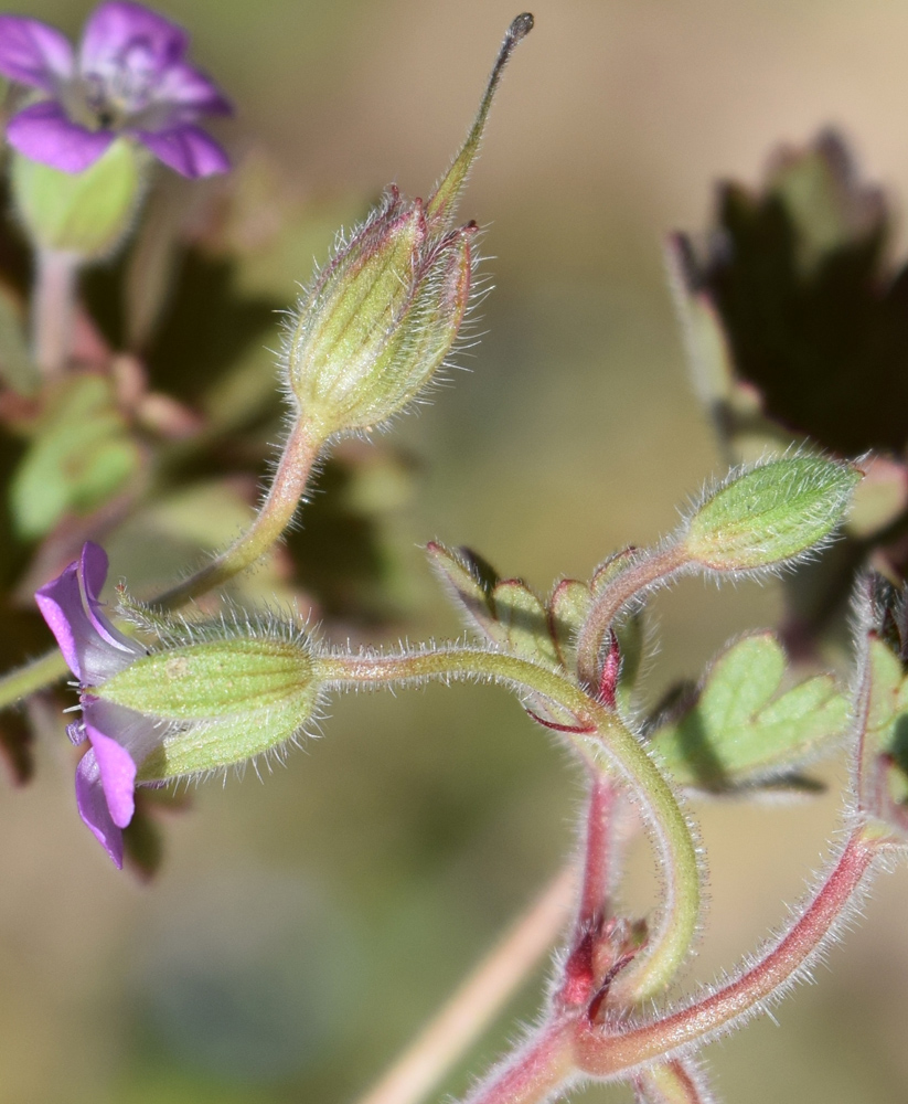 Изображение особи Geranium rotundifolium.