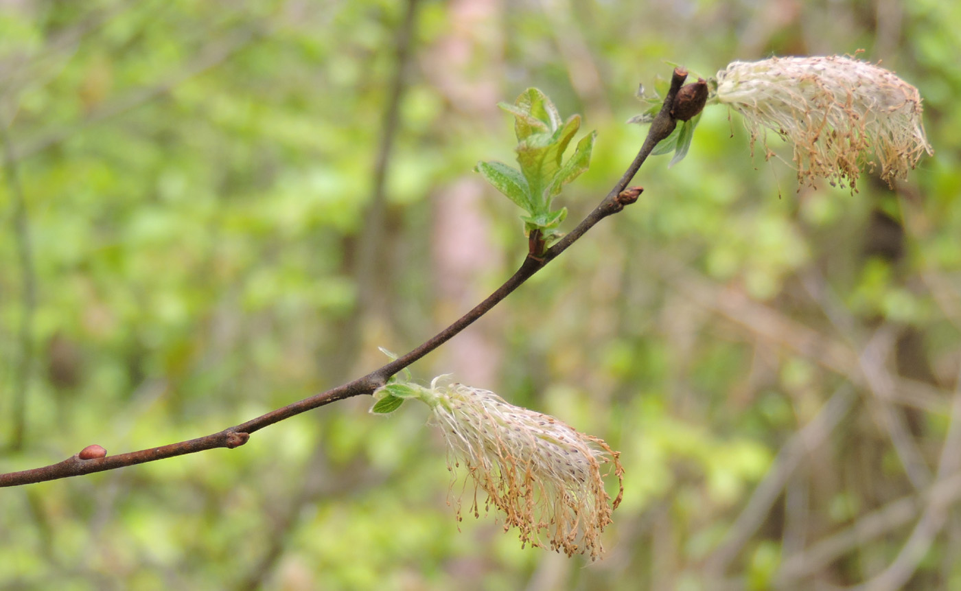 Image of genus Salix specimen.