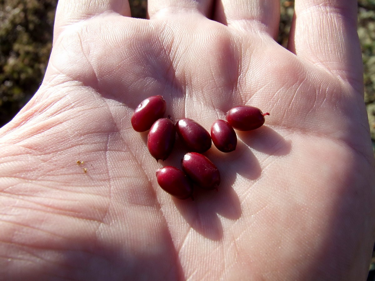 Image of Vaccinium vitis-idaea var. minus specimen.