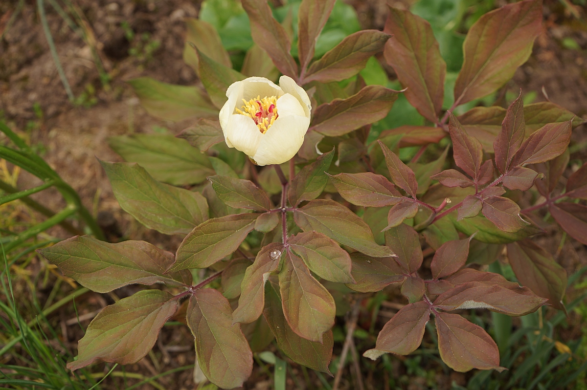 Изображение особи Paeonia tomentosa.