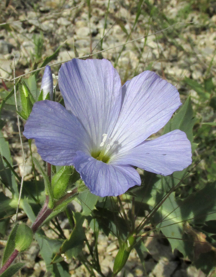 Изображение особи Linum lanuginosum.