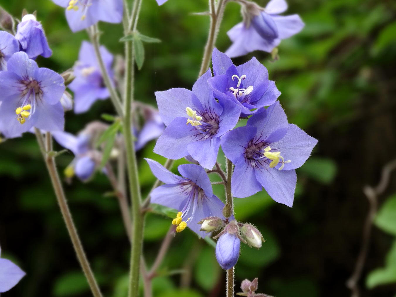 Image of genus Polemonium specimen.