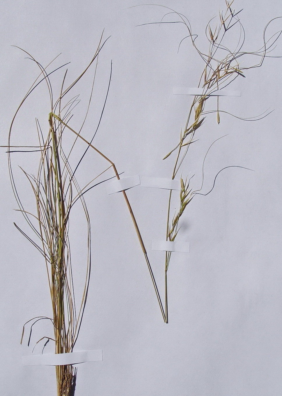 Image of Stipa korshinskyi specimen.