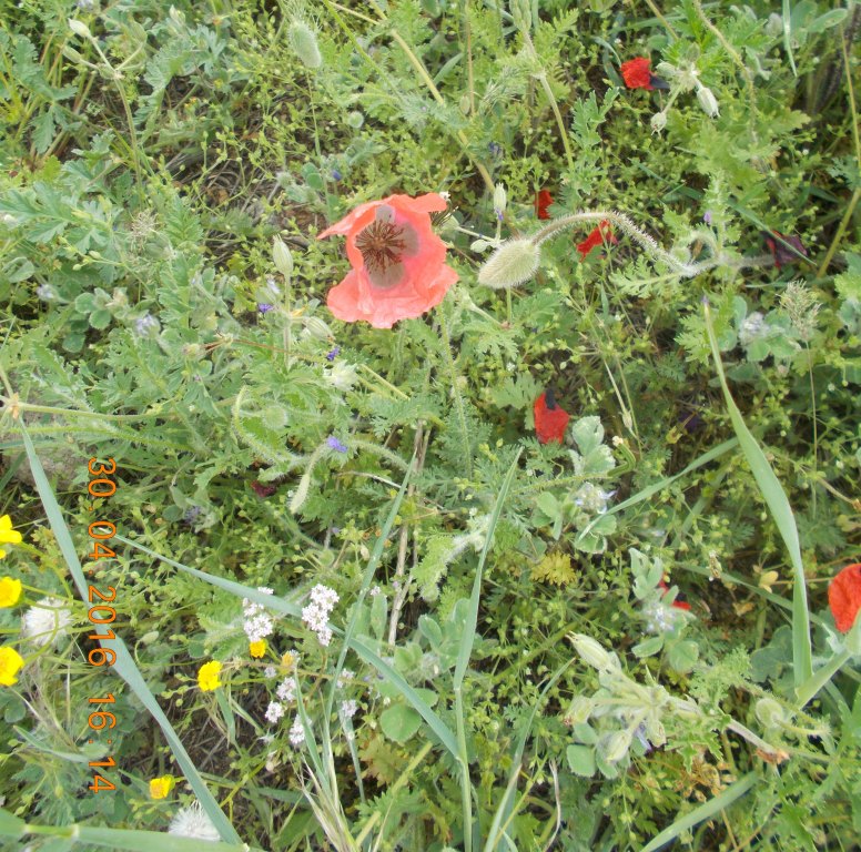 Изображение особи род Papaver.