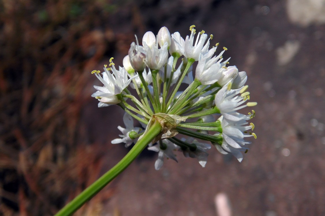 Изображение особи Allium denudatum.