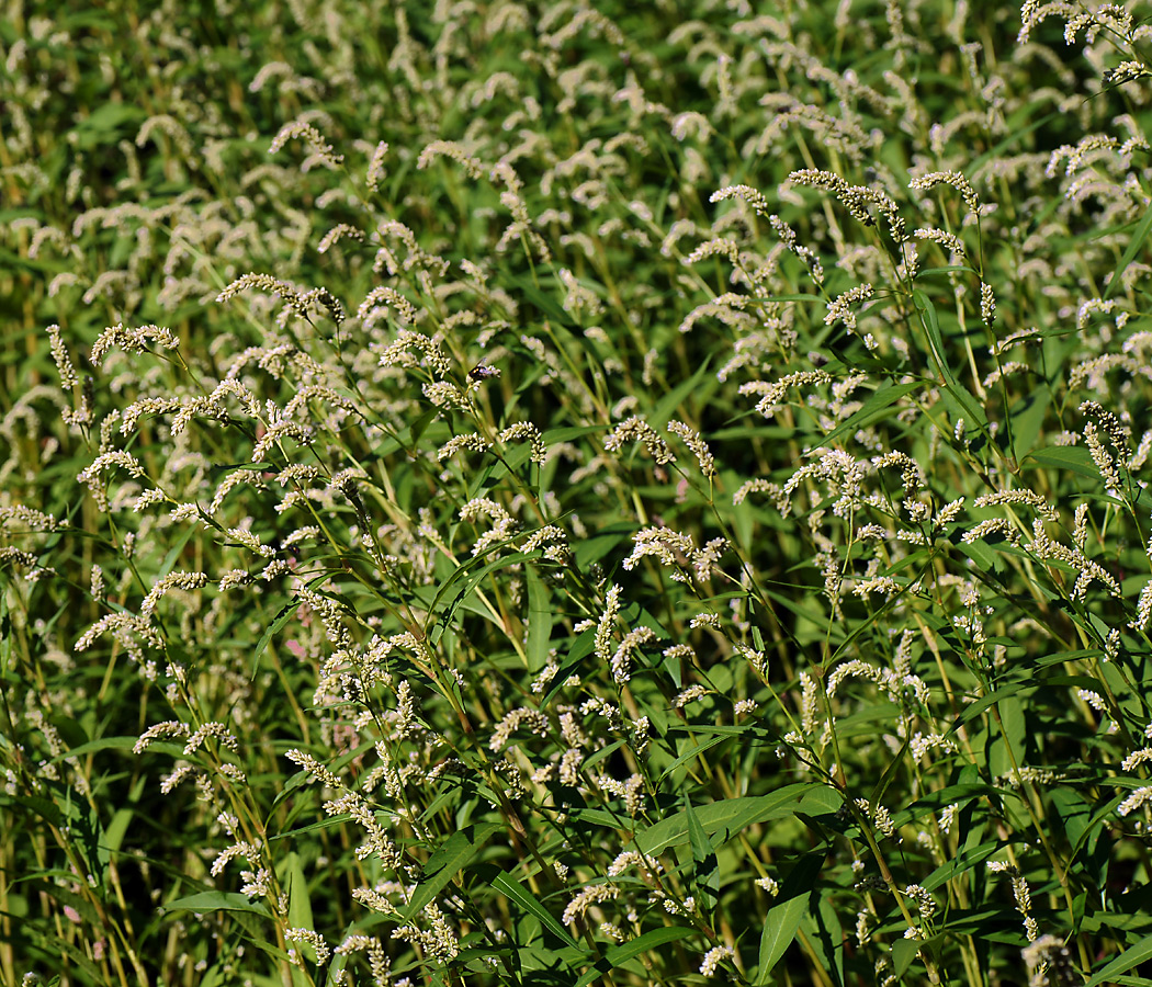 Image of Persicaria lapathifolia specimen.