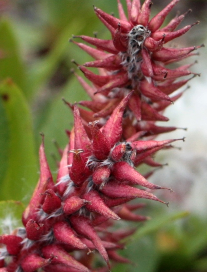 Image of Salix rectijulis specimen.