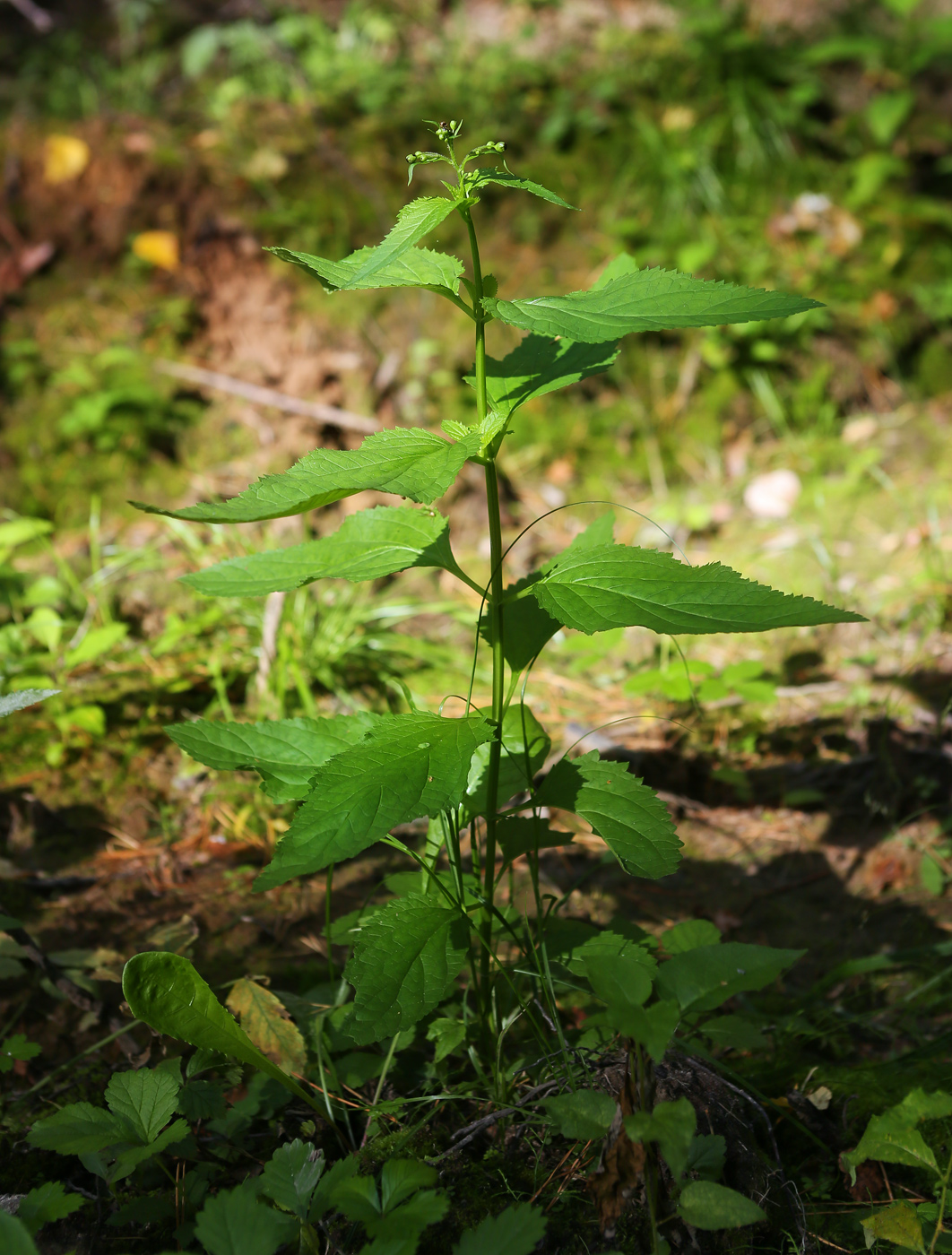 Изображение особи Scrophularia nodosa.