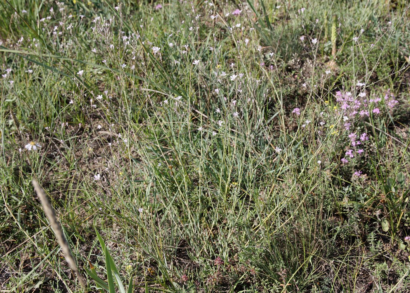 Изображение особи Gypsophila patrinii.