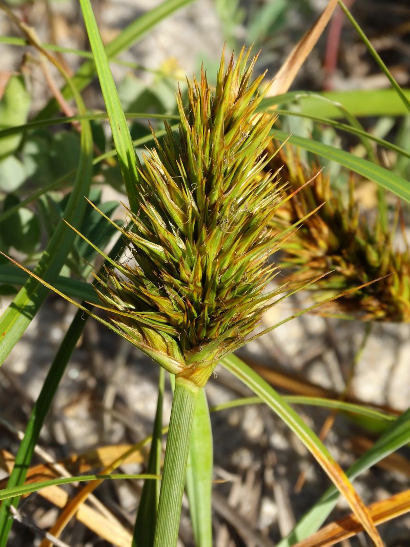 Image of Carex kobomugi specimen.