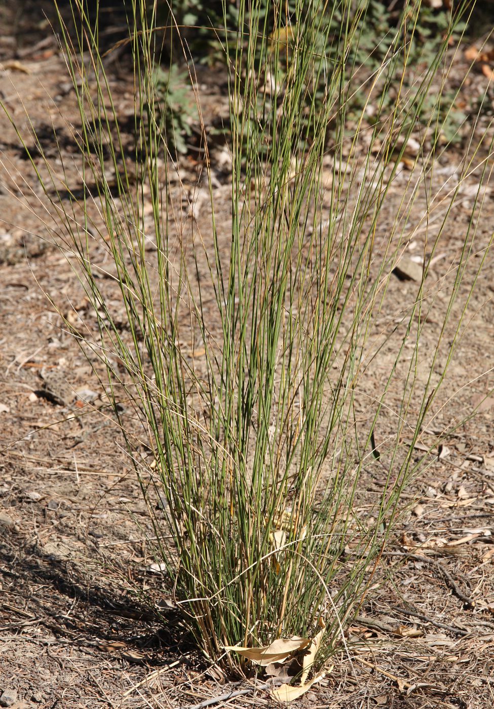 Image of Achnatherum bromoides specimen.