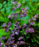 Thalictrum minus. Лист в осенней окраске с каплями росы. Республика Бурятия, окр. г. Улан-Удэ, дол. р. Верхняя Берёзовка, лесная опушка. 20.08.2016.