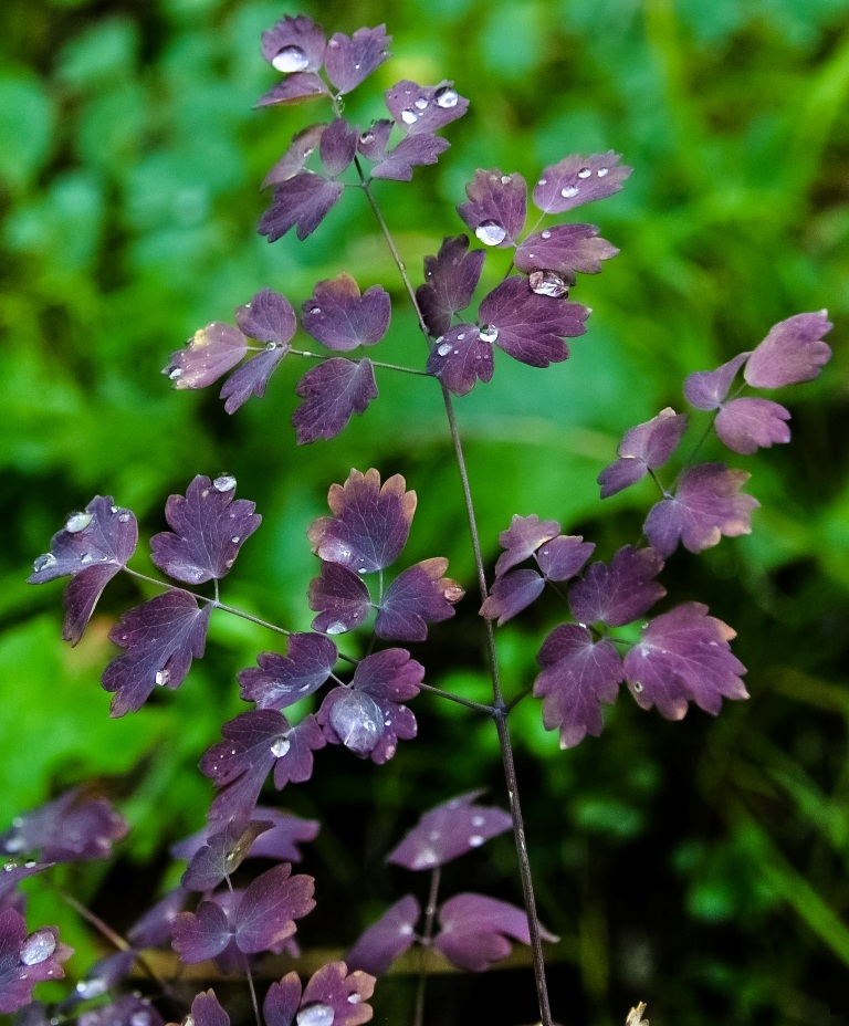 Image of Thalictrum minus specimen.