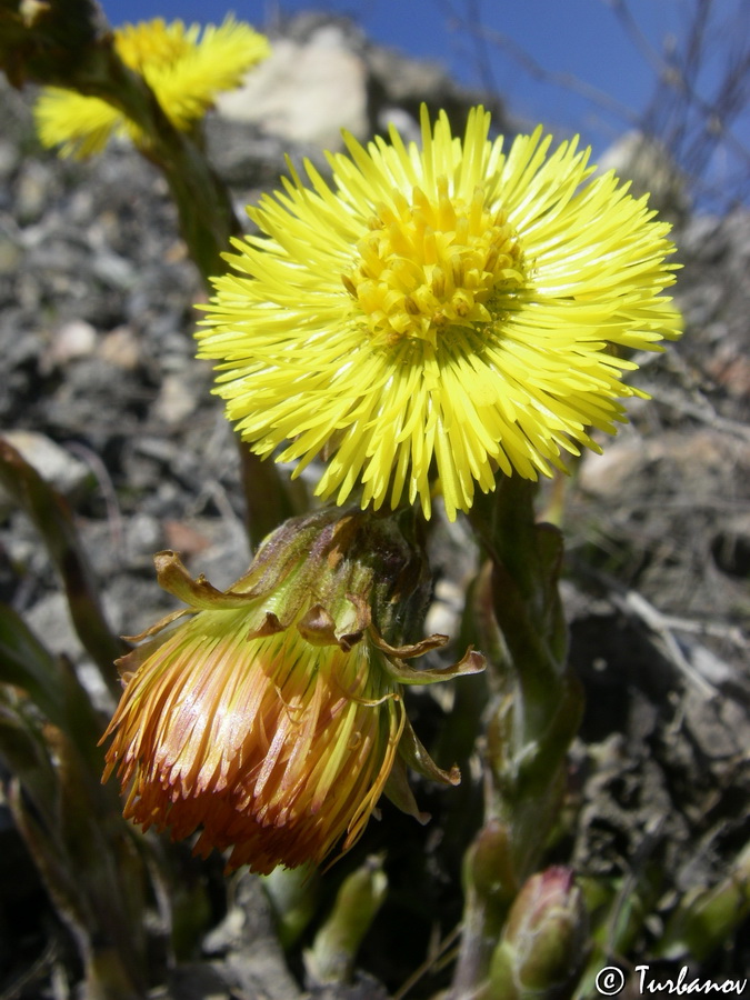 Изображение особи Tussilago farfara.