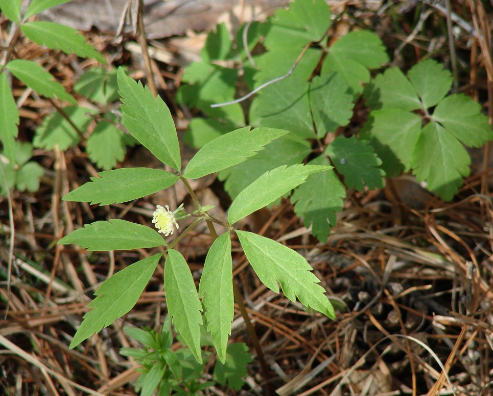 Изображение особи Anemone reflexa.