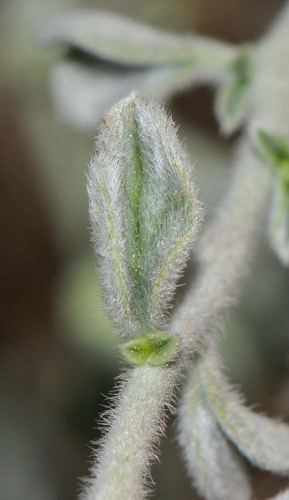 Image of Heliotropium rotundifolium specimen.