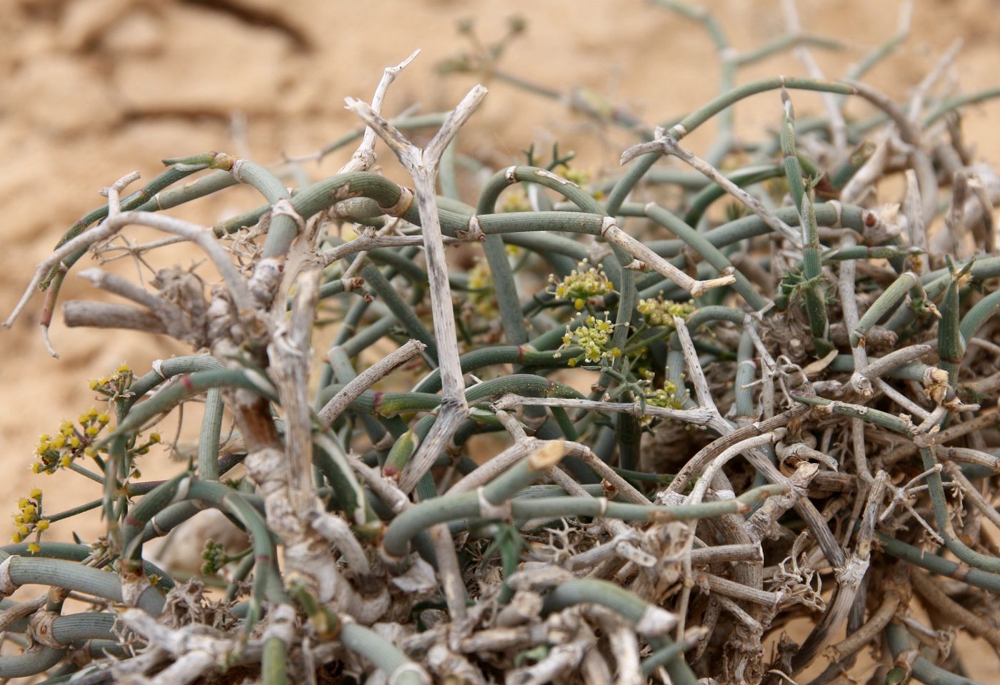 Image of Deverra tortuosa specimen.