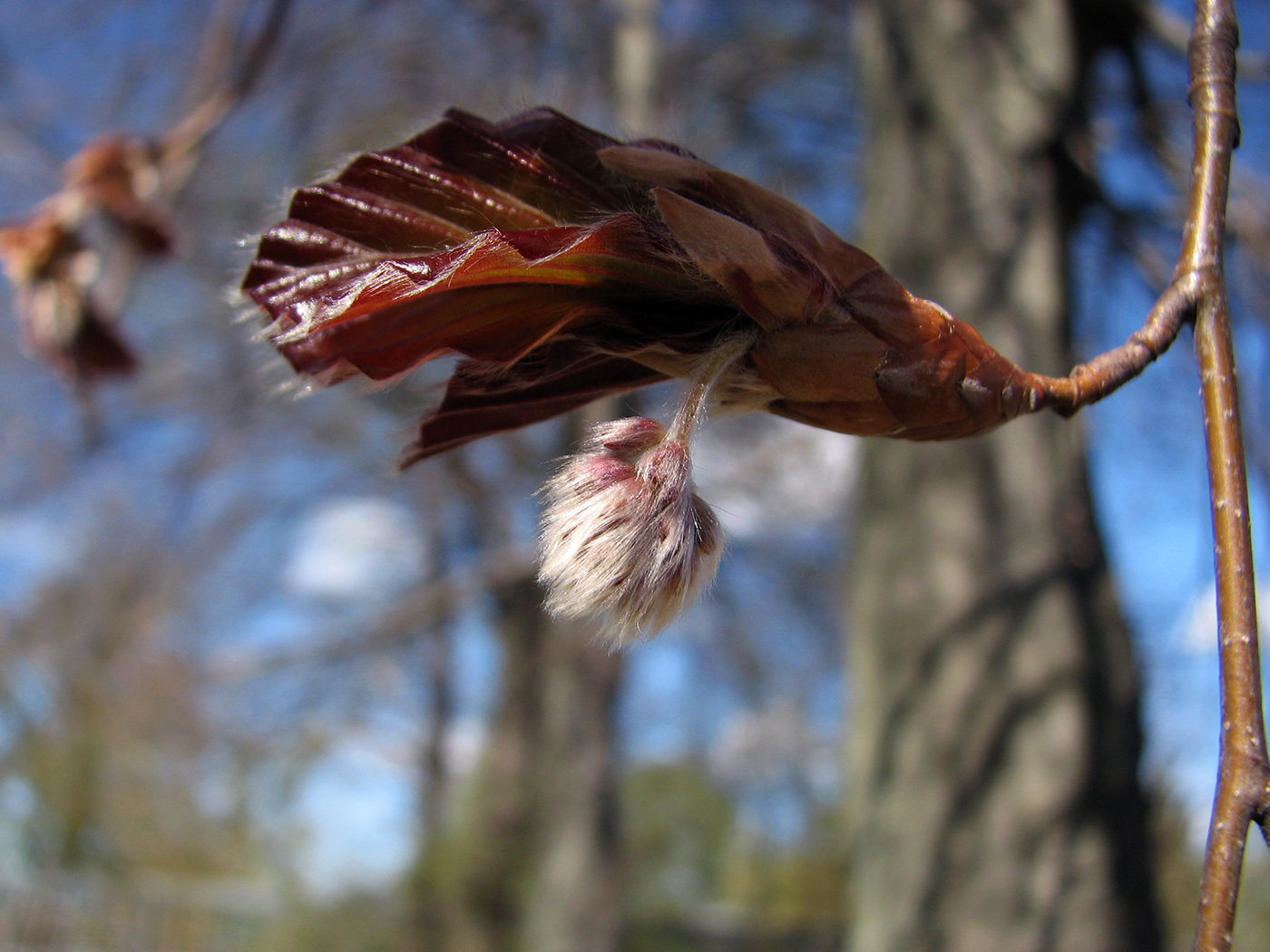 Image of Fagus sylvatica specimen.