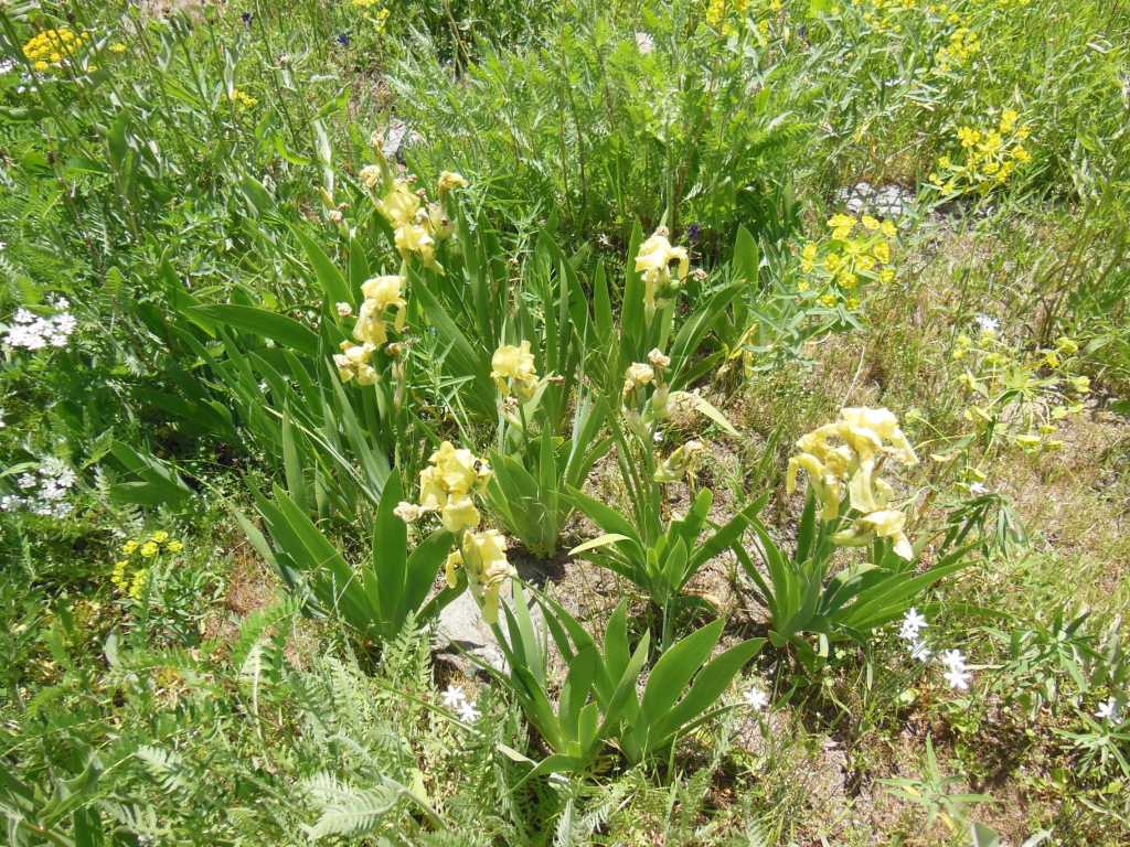 Image of Iris imbricata specimen.