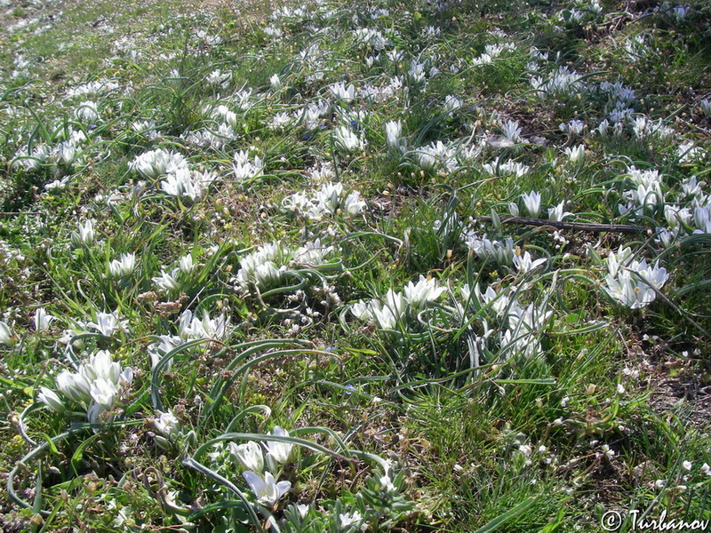 Image of Ornithogalum fimbriatum specimen.