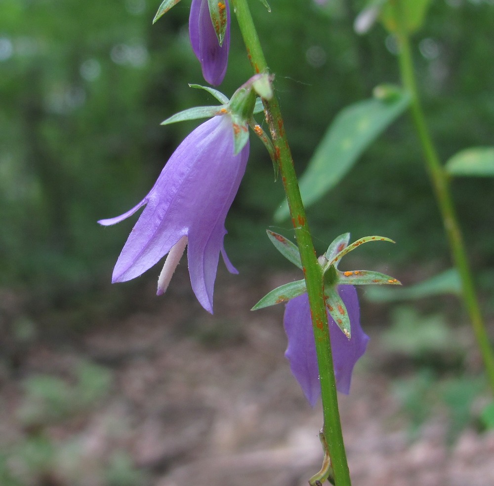 Image of Campanula rapunculoides specimen.