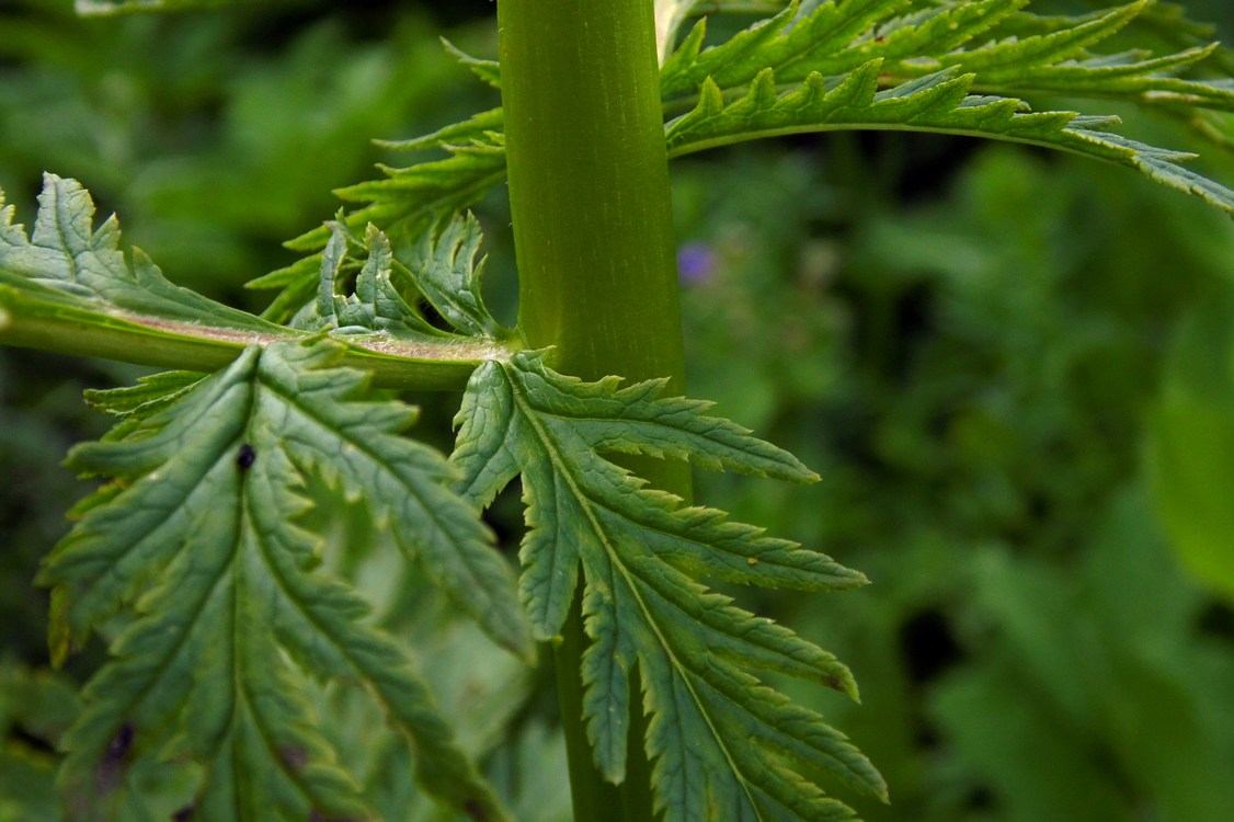 Image of Pedicularis atropurpurea specimen.