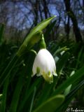 Leucojum aestivum