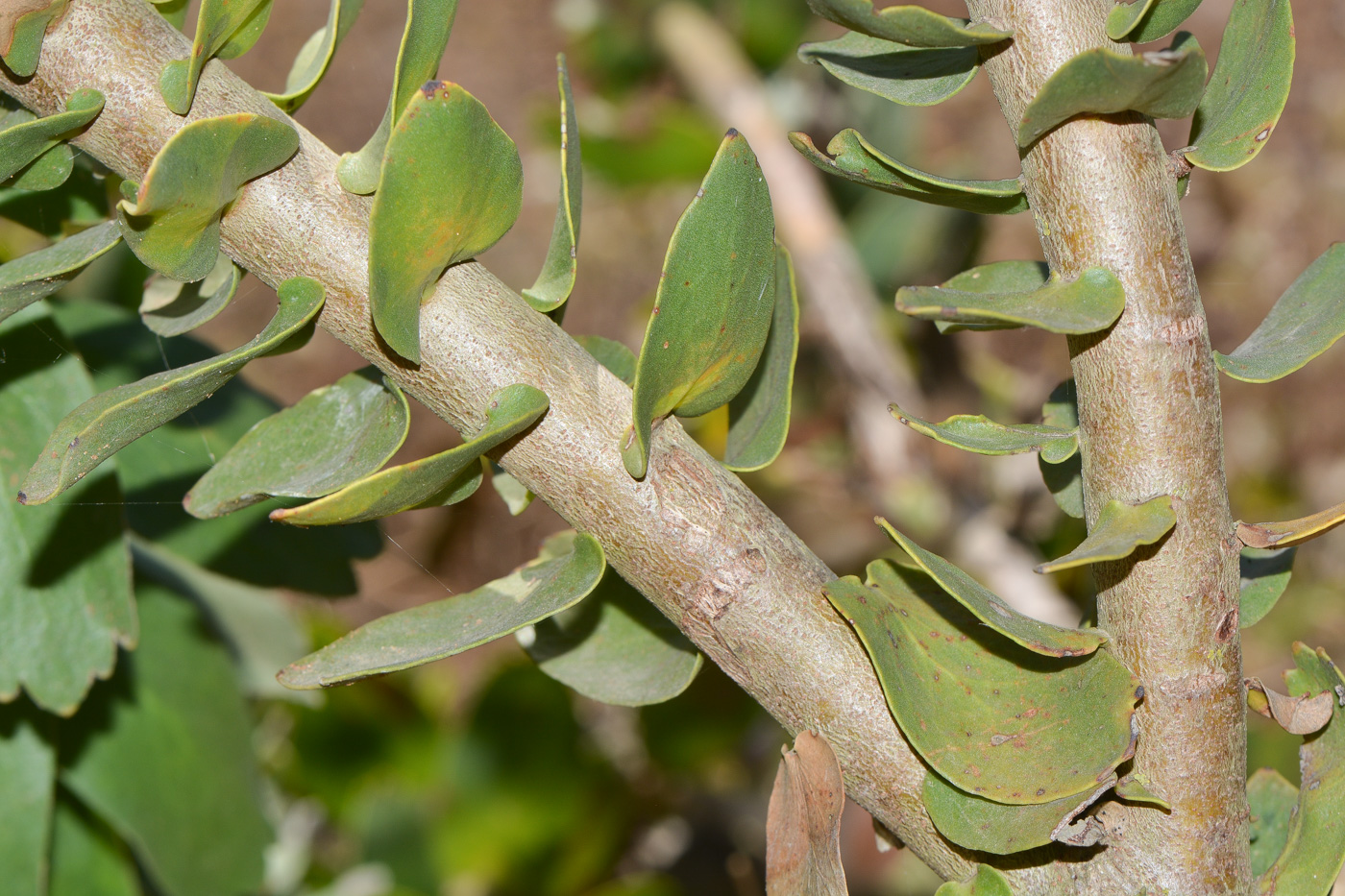 Image of Leucospermum cordifolium specimen.