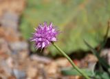 Allium carolinianum. Соцветие. Таджикистан, Фанские горы, перевал Талбас, ≈ 3500 м н.у.м., сухой склон. 01.08.2017.