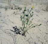 Euphorbia sclerocyathium