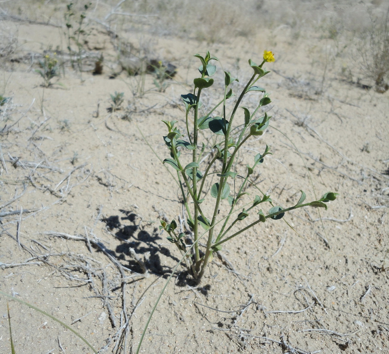 Image of Euphorbia sclerocyathium specimen.