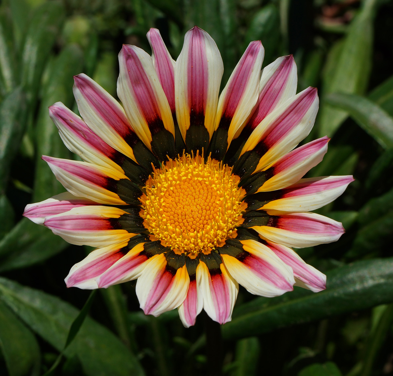 Image of Gazania rigens specimen.