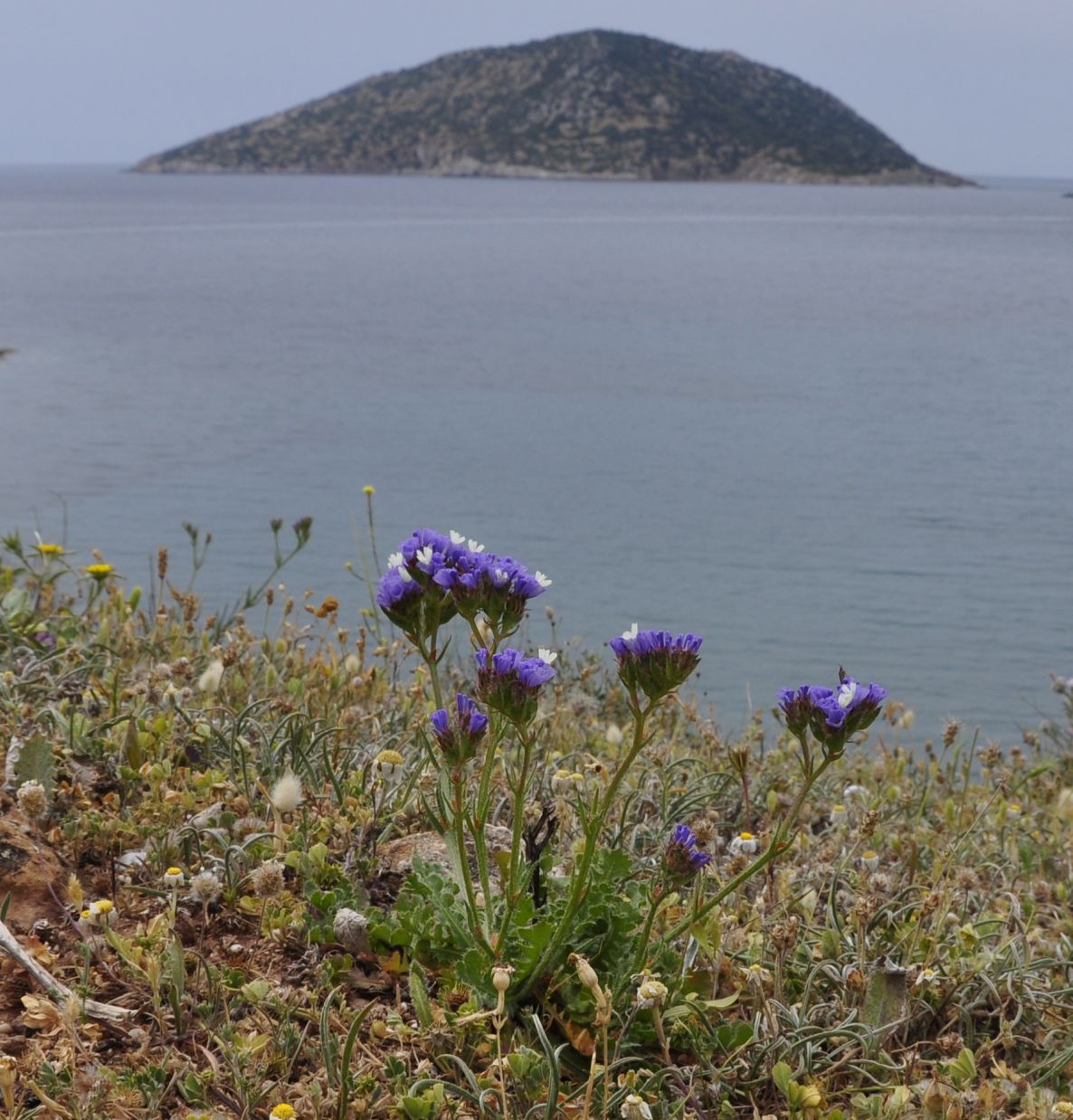 Image of Limonium sinuatum specimen.