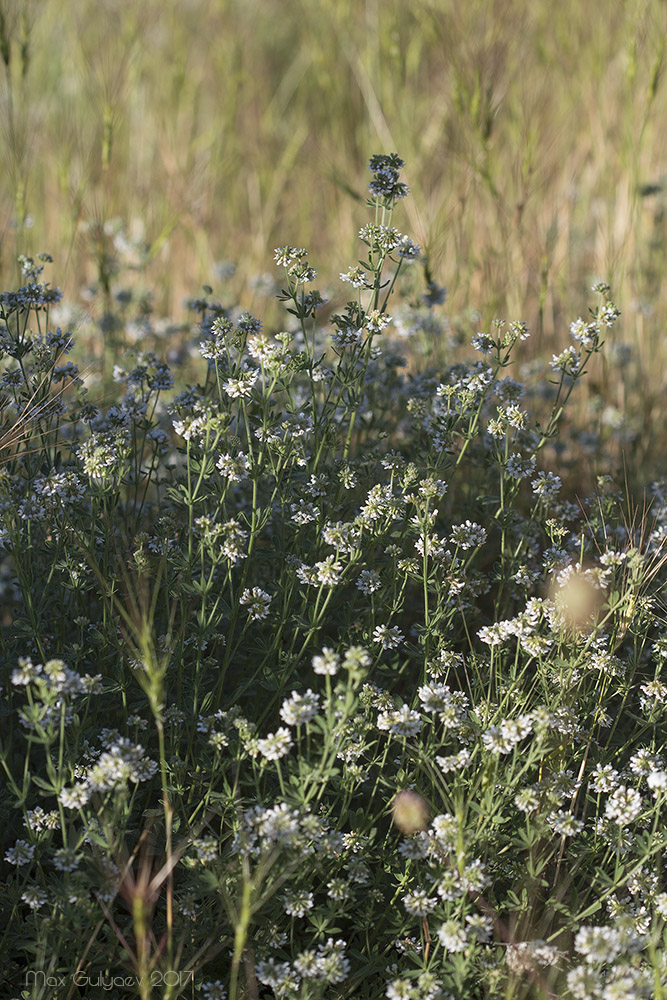 Изображение особи Dorycnium herbaceum.