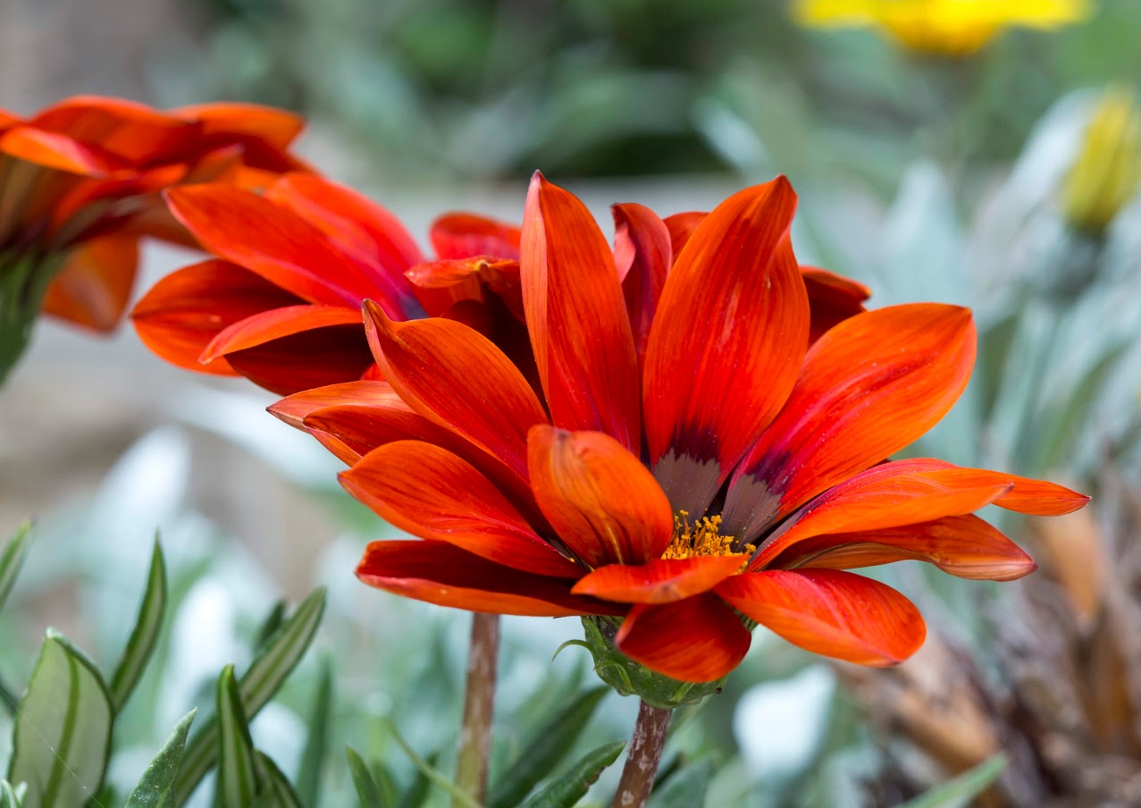 Image of Gazania &times; hybrida specimen.