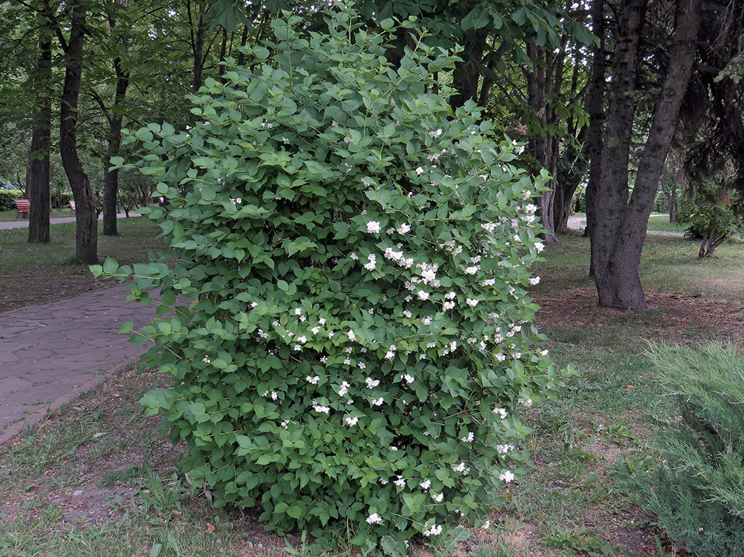 Image of Philadelphus caucasicus specimen.