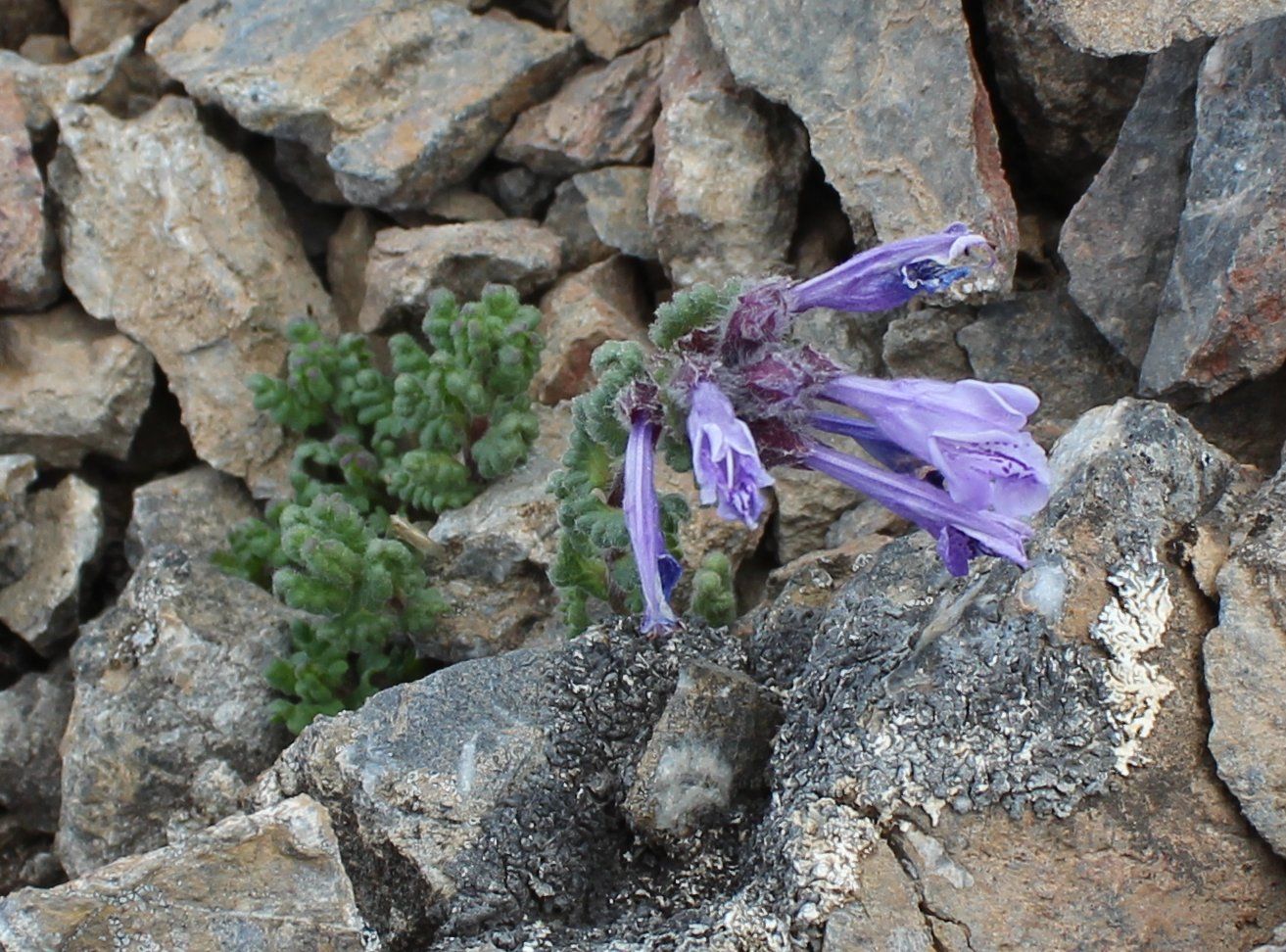 Изображение особи Dracocephalum oblongifolium.