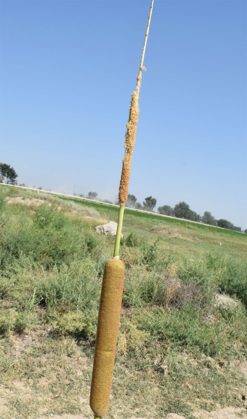 Изображение особи Typha angustifolia.