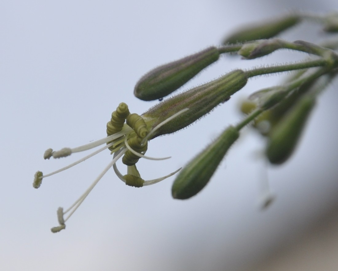 Image of Silene gigantea ssp. rhodopea specimen.