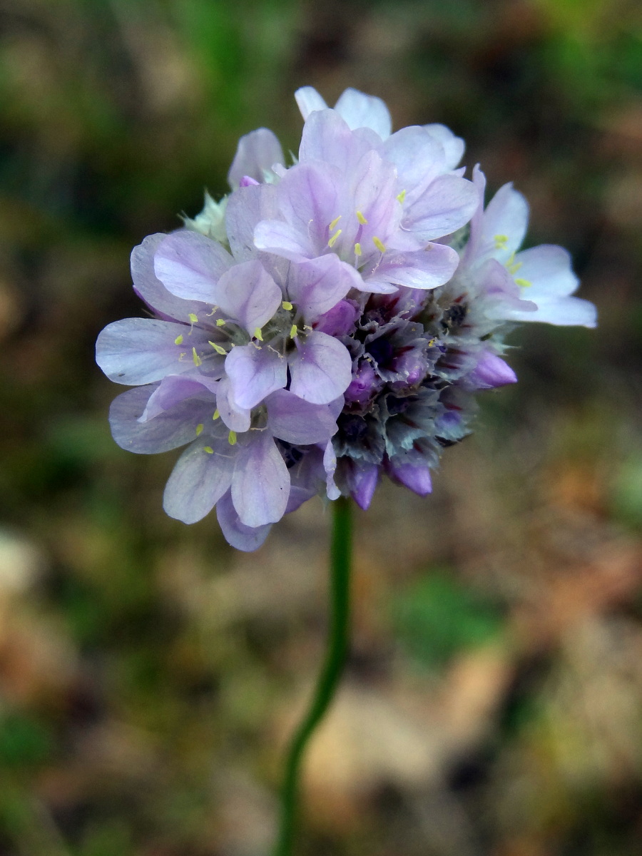 Image of Armeria vulgaris specimen.