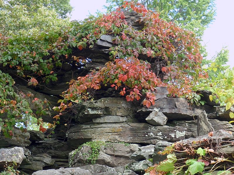 Image of Parthenocissus quinquefolia specimen.