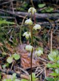 Pyrola chlorantha. Соцветие. Якутия, Алданский р-н, сев. окр. г. Алдан, лес. 21.07.2016.