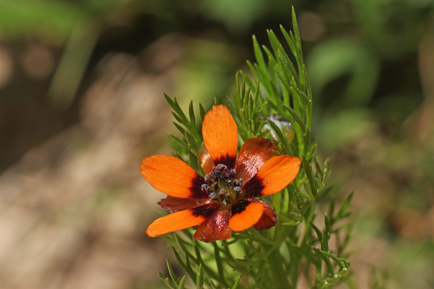 Image of Adonis parviflora specimen.