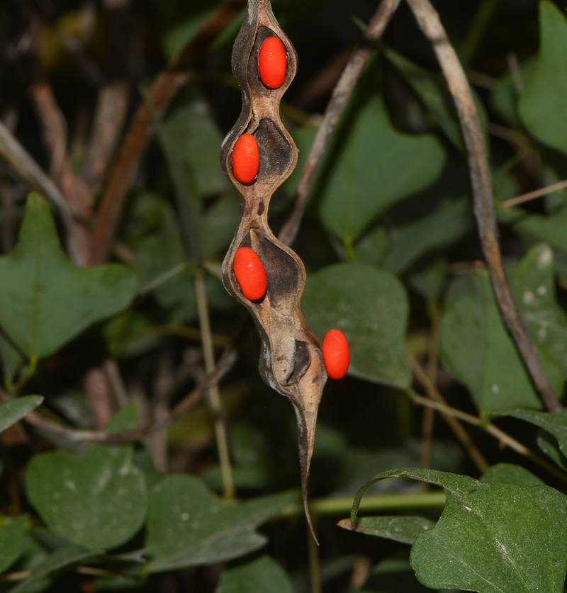 Image of Erythrina herbacea specimen.