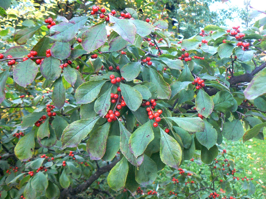 Изображение особи Ilex verticillata.