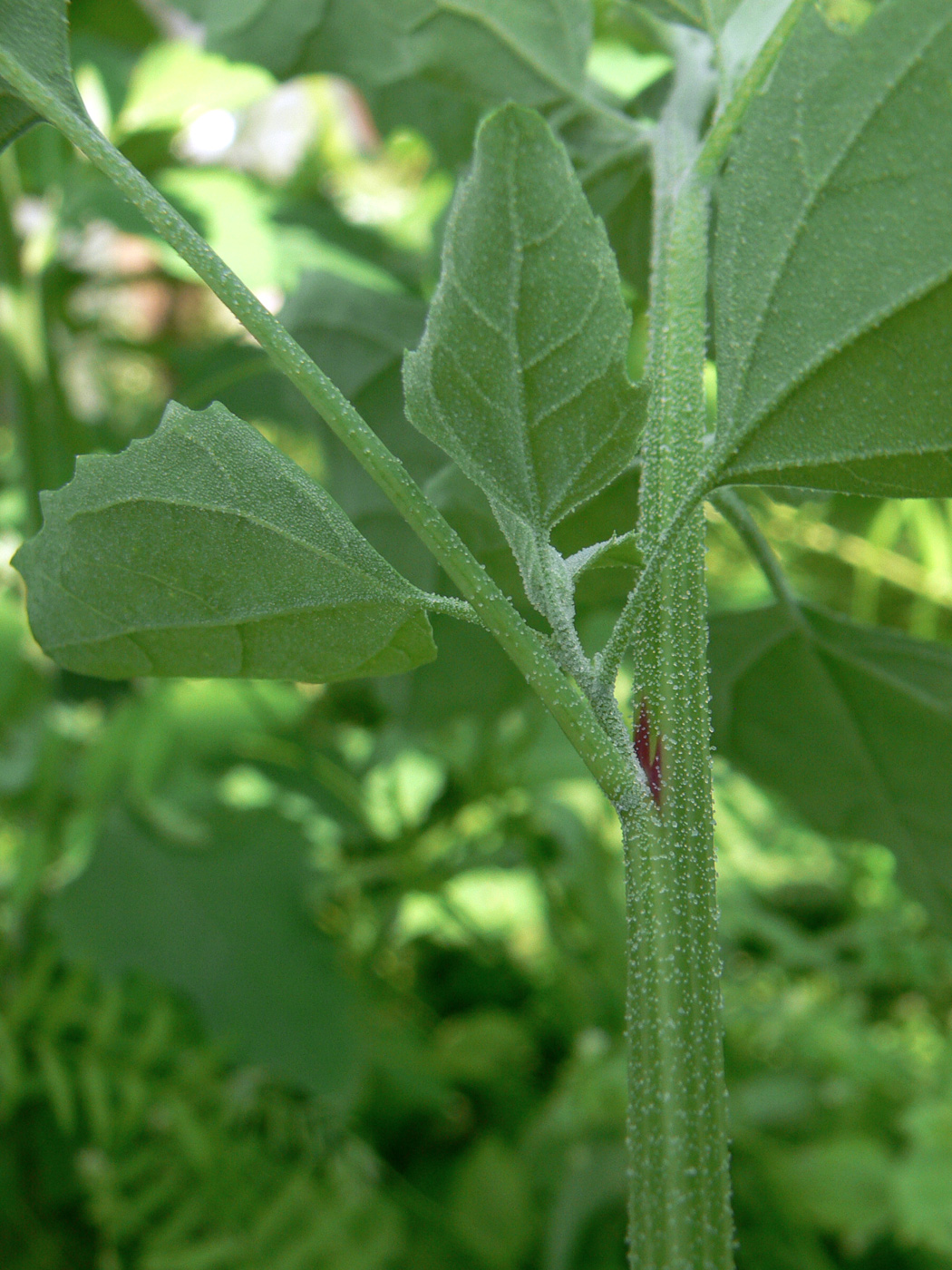 Image of Chenopodium album specimen.